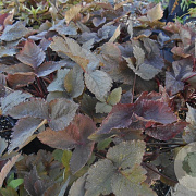 Cryptotaenia japonica atropurpurea GM P9