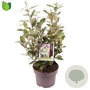 Elaeagnus ebb. 'Compacta' 50-60 cm 5,0L