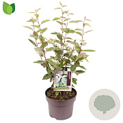 Elaeagnus ebbingei 60-80 cm 5,0L