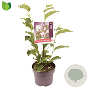Magnolia soulangeana 80-100 cm 5,0L