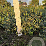 Osmanthus burkwoodii 40-60 cm met kluit