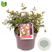 Abelia grandiflora 25-30 cm 5,0L