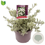Convolvulus cneorum 20-25 cm 5,0L