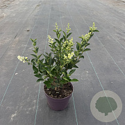 Ligustrum 'Korean Dwarf' 30-35 cm 3,0L