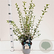 Osmanthus burkwoodii 50-60 cm 2,5L