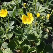 Potentilla megalantha GM P9
