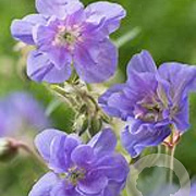Geranium 'Azure Skies' GM P9