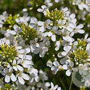 Arabis procurrens 'Glacier' GM P9