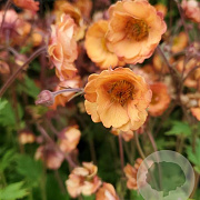 Geum Tempo Orange GM P9