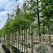 Amelanchier lamarckii 12-14 HO container
