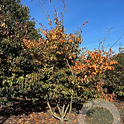 Parrotia persica 200-250 cm draadkluit solitair