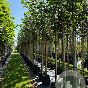 Tilia europaea 'Pallida' 8-10 HO container