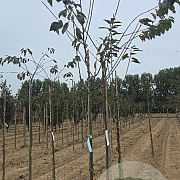 Prunus avium 8-10 HO wortelgoed