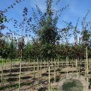 Acer campestre 14-16 HO draadkluit 3 X verplant