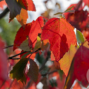 Acer rubrum Red Sunset 8-10 HO wortelgoed