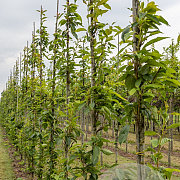Prunus ser. 'Amanogawa' 12-14 HO draadkluit geveerd