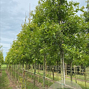 Quercus palustris 18-20 HO draadkluit 3 X verplant