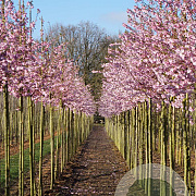 Prunus accolade 12-14 HO draadkluit