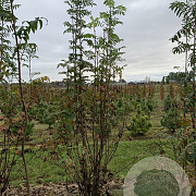 Sorbus aucuparia 200-250 cm draadkluit solitair