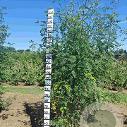 Sorbus aucuparia 250-300 cm draadkluit solitair