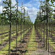 Tilia cordata 14-16 HO draadkluit 3 X verplant
