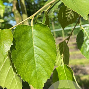 Betula papyrifera 16-18 HO draadkluit 3 X verplant
