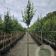 Prunus d. 'Opal' 10-12 HO container