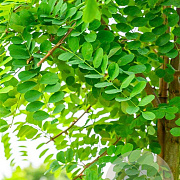 Robinia pseudoacacia 14-16 HO wortelgoed