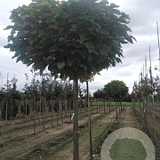 Catalpa bignonioides 'Nana' 20-25 HO draadkluit 3 X verplant