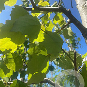 Populus tremula 16-18 HO draadkluit 3 X verplant