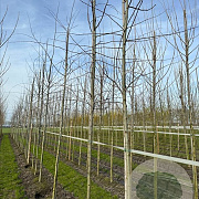Populus tremula 18-20 HO draadkluit 3 X verplant