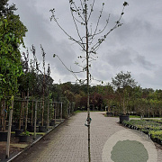 Malus floribunda 8-10 HO container