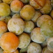 Prunus d. 'Reine Claude d'Oullins' 6-8 HO wortelgoed