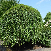 Betula nigra 'Summer Cascade' 20-25 HO draadkluit 3 X verplant