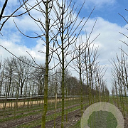 Acer pseud. 'Bruchem' 16-18 HO draadkluit 3 X verplant