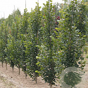 Tilia plat. 'Fastigiata' 25-30 HO draadkluit 3 X verplant