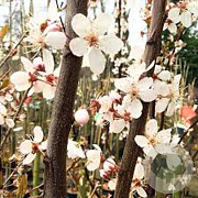 Prunus cer. Crimson Pointe 16-18 HO draadkluit 3 X verplant
