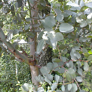 Eucalyptus archeri 20-25 HO draadkluit 3 X verplant