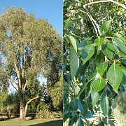 Populus simonii 16-18 HO draadkluit 3 X verplant