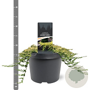 Juniperus h. 'Golden Carpet' 30-40 cm 5,0L