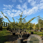 Parrotia persica 200-250 cm cont. 110L