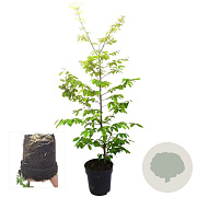 Carpinus betulus 125-150 cm 4,5L