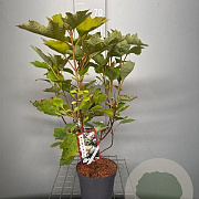 Hydrangea quercifolia 50-60 cm 3,0L