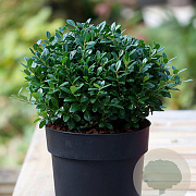 Ilex crenata Luxus Globe 60-80 cm 5,0L