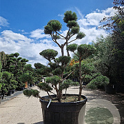 Pinus sylvestris 200-250 cm cont. 500L bonsai