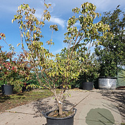Cornus kousa chinensis 150-175 cm 35L