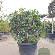 Osmanthus heterophyllus 80 cm container bol