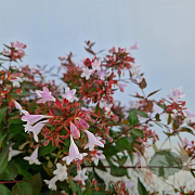 Abelia grandiflora 25-30 cm 2,5L