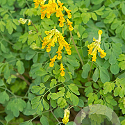 Corydalis lutea GM P9