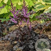 Astilbe 'Dark Side of the Moon' GM P9